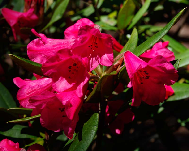 Rhododendron 'Winsome' small to medium sized shrub with deep pink bell shaped flowers